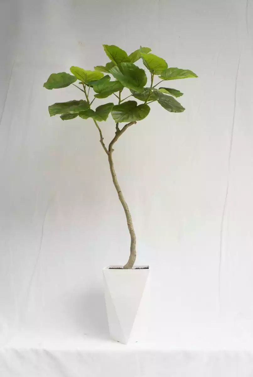 Artificial New Designed Ficus Rumphii, 150 CM